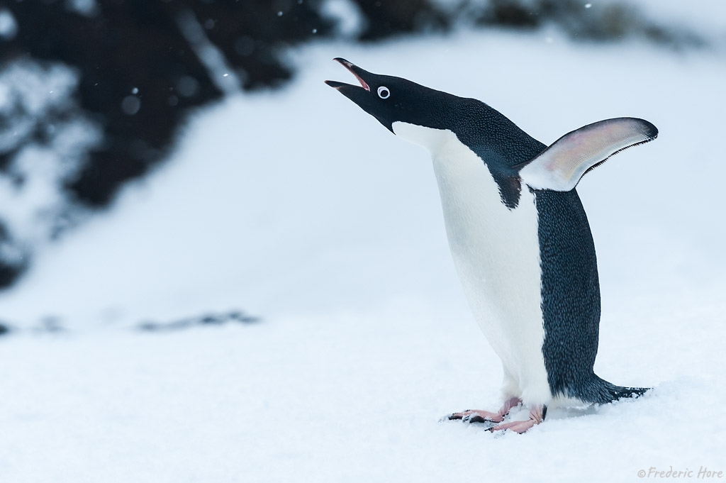 Brown Bluff, Weddell Sea